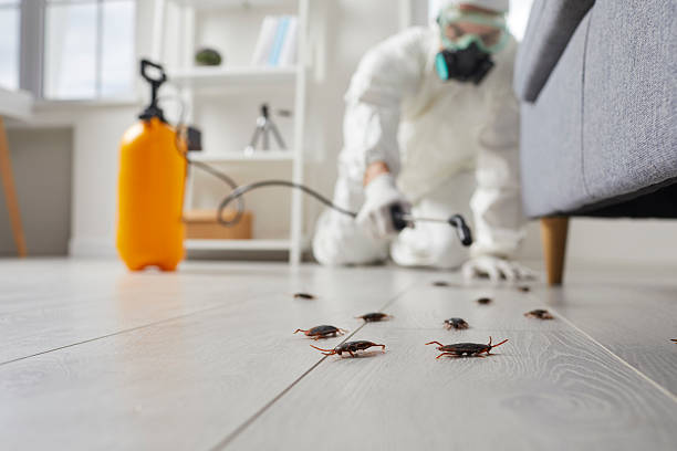 Post-Treatment Bed Bug Interceptor Monitoring in Okmulgee